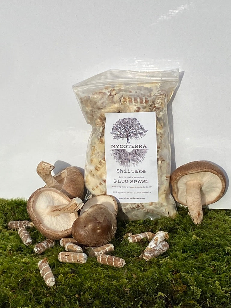 Shiitake Mushroom Plug Spawn Avoy Marketplace